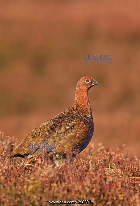 : Red Grouse - standing amongst the heather in early : Red Grouse - standing amongst the heather in early