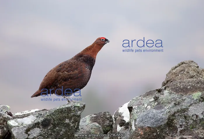 : Red Grouse - standing on a lichen covered wall : Red Grouse - standing on a lichen covered wall