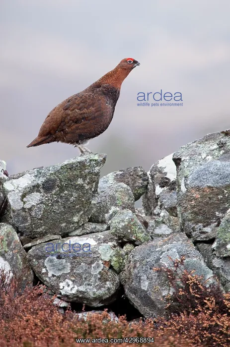 : Red Grouse - standing on a lichen covered wall : Red Grouse - standing on a lichen covered wall