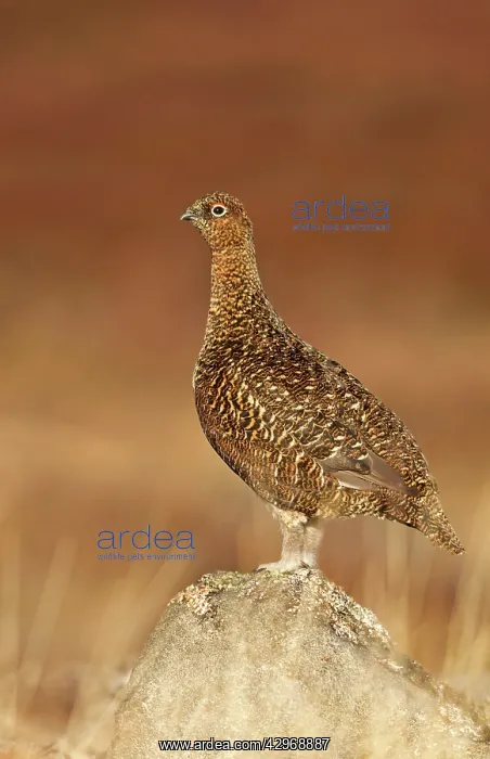 : Red Grouse - standing on a rock in moorland - February : Red Grouse - standing on a rock in moorland - February