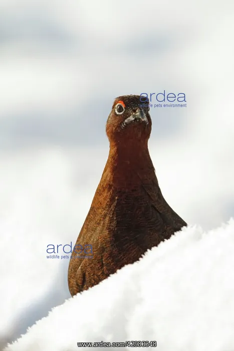 : Red Grouse - vertical portrait of male grouse in snow : Red Grouse - vertical portrait of male grouse in snow
