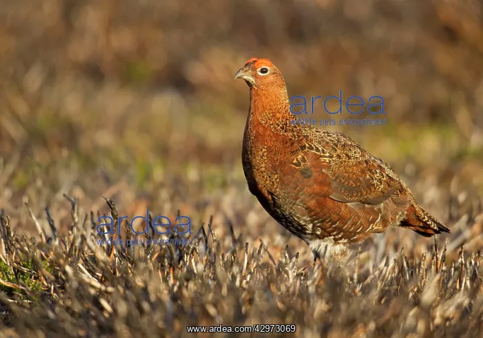 : Red Grouse - walking through burnt heather - August : Red Grouse - walking through burnt heather - August