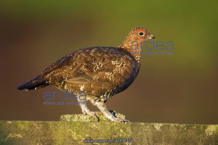 : Red Grouse - Walking on the fence : Red Grouse - Walking on the fence