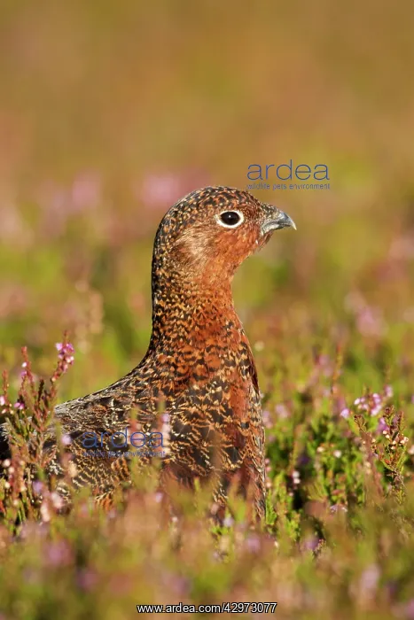 : Red Grouse - walking through heather - August : Red Grouse - walking through heather - August