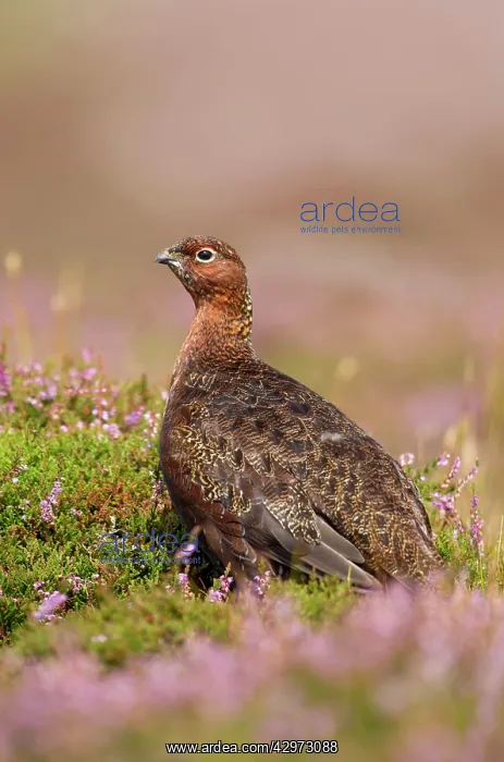 : Red Grouse - walking through heather - August : Red Grouse - walking through heather - August