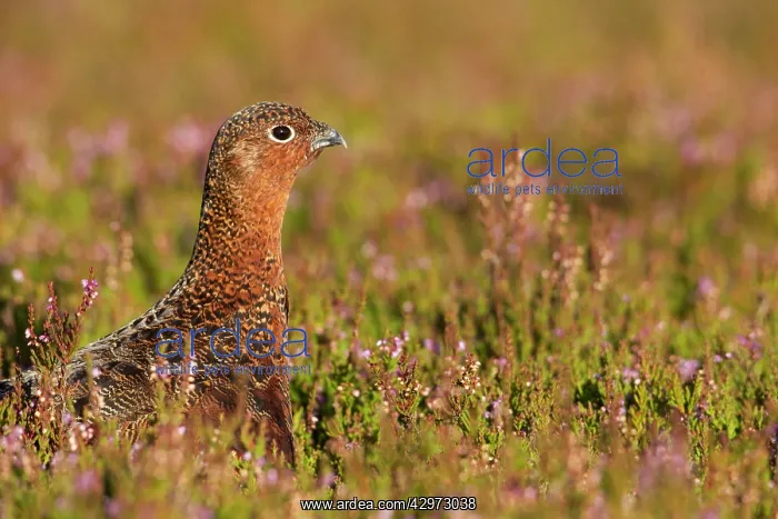 : Red Grouse - walking through heather close up - August : Red Grouse - walking through heather close up - August