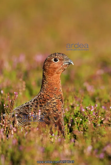 : Red Grouse - walking through heather close up - August : Red Grouse - walking through heather close up - August