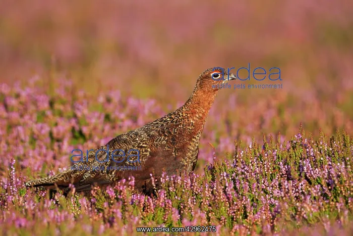 : Red Grouse - walking through heather in early morning : Red Grouse - walking through heather in early morning