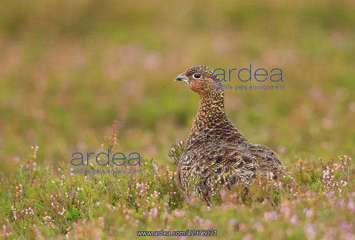 : Red Grouse - walking through heather - Female - August : Red Grouse - walking through heather - Female - August