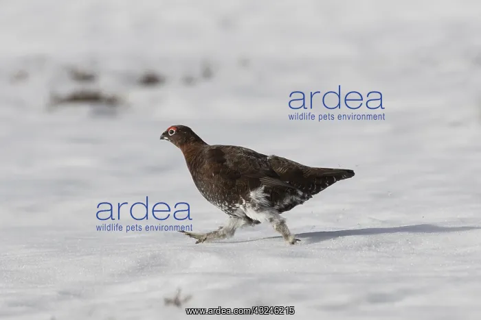: Red Grouse, Willow Grouse - adult cock - Cairngorms : Red Grouse, Willow Grouse - adult cock - Cairngorms