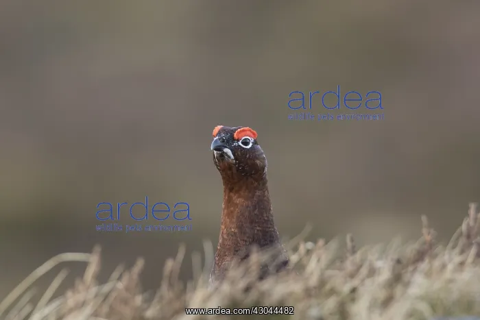  : Red Grouse, Willow Grouse - male - Scotland