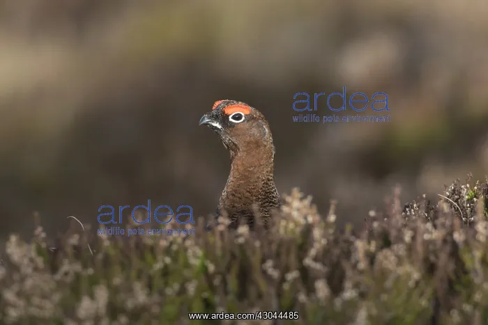  : Red Grouse, Willow Grouse - male - Scotland