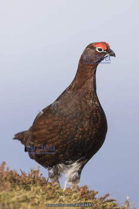  : Red Grouse, Willow Grouse - male - Scotland