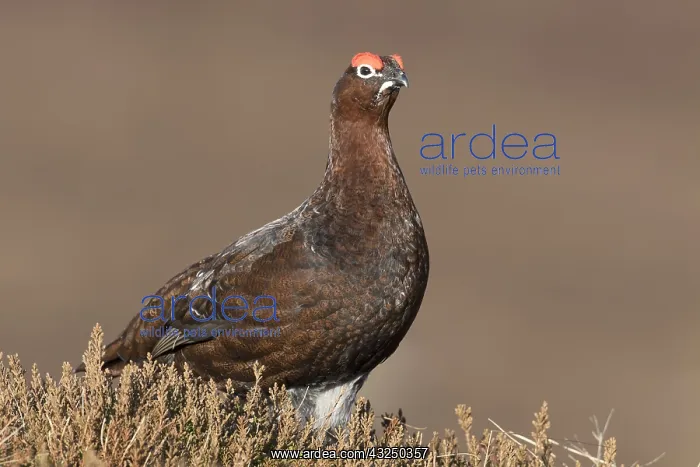  : Red Grouse, Willow Grouse - male - Scotland