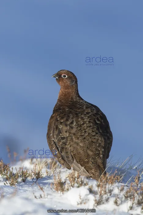 : Red Grouse, Willow Grouse - male in snow - Scotland : Red Grouse, Willow Grouse - male in snow - Scotland