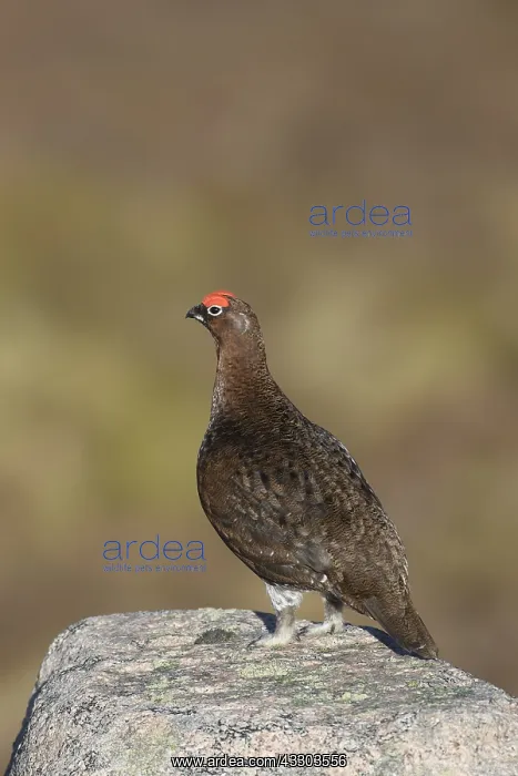 : Red Grouse, Willow Grouse - male standing on a rock : Red Grouse, Willow Grouse - male standing on a rock