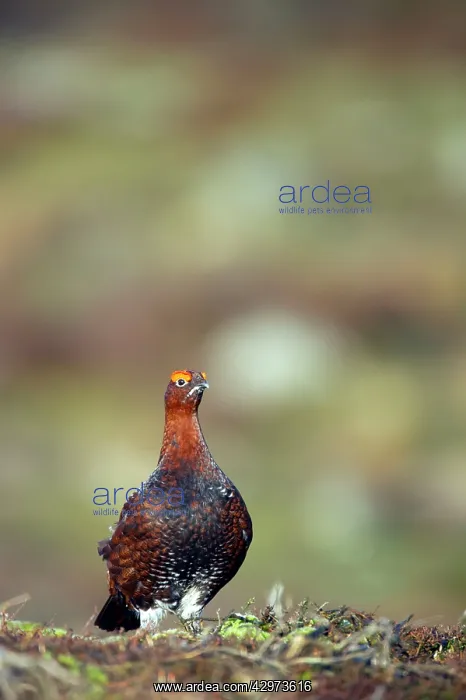 : Red Grouse - Yorkshire Dales National Park : Red Grouse - Yorkshire Dales National Park
