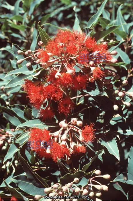  : RED GUM
