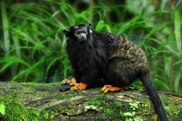 : Red-handed Tamarin / Golden-handed Tamarin / Midas : Red-handed Tamarin / Golden-handed Tamarin / Midas