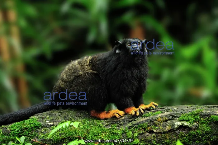 : Red-handed Tamarin / Golden-handed Tamarin / Midas : Red-handed Tamarin / Golden-handed Tamarin / Midas
