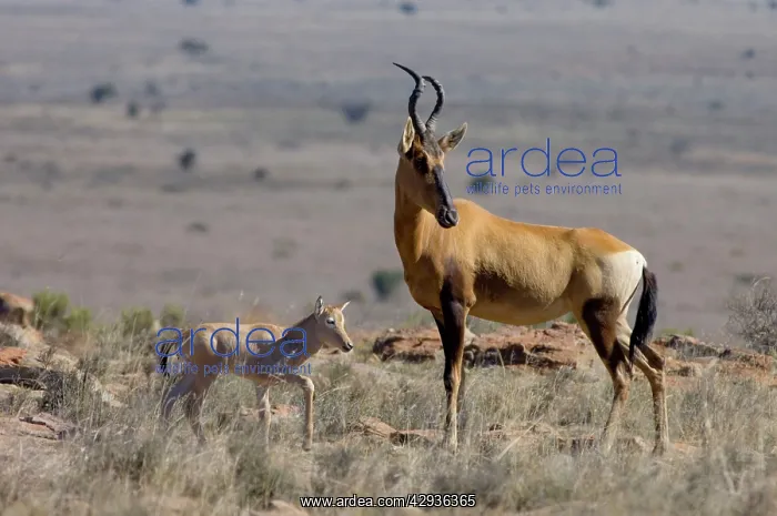 : Red Haretebeest - Female with young calf : Red Haretebeest - Female with young calf