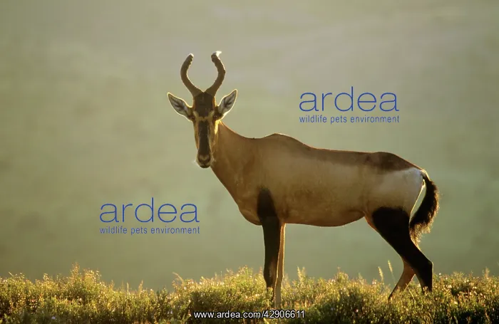 : Red Hartebeest : Red Hartebeest