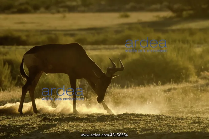 : Red hartebeest : Red hartebeest