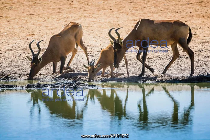 : Red hartebeest (Alcelaphus buselaphus caama), Etosha : Red hartebeest (Alcelaphus buselaphus caama), Etosha