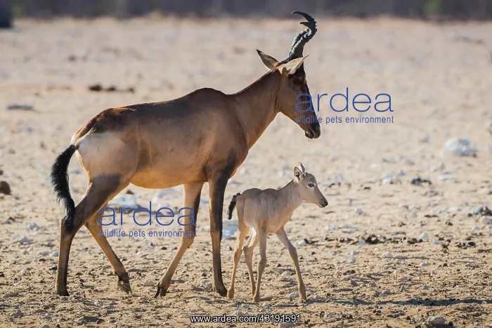 : Red hartebeest (Alcelaphus buselaphus caama), female : Red hartebeest (Alcelaphus buselaphus caama), female