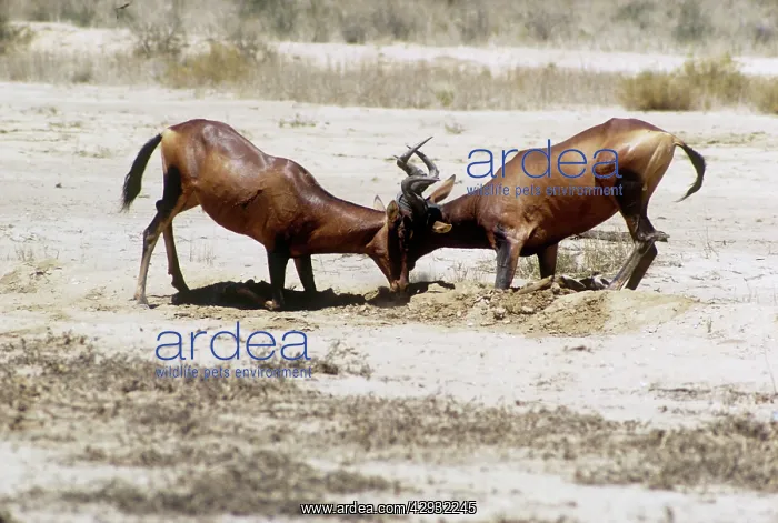 : Red Hartebeest - bulls fighting : Red Hartebeest - bulls fighting