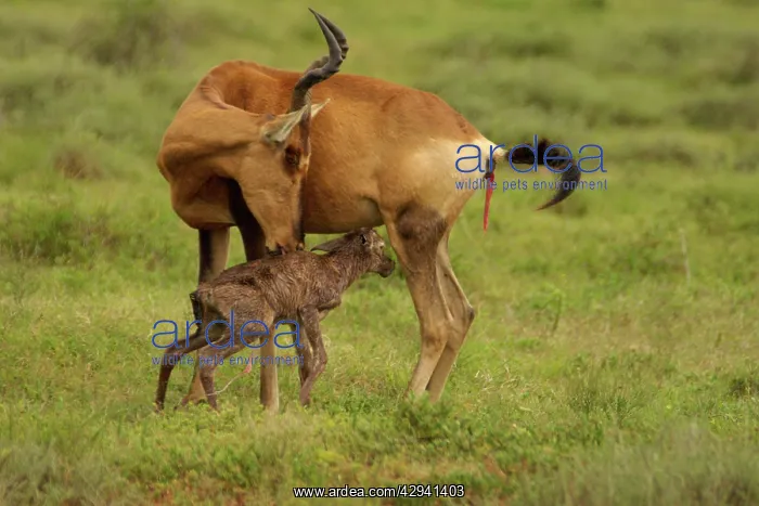 : Red Hartebeest cow with newborn calf : Red Hartebeest cow with newborn calf