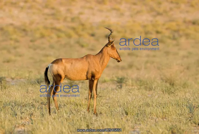 : Red Hartebeest - Early morning portrait : Red Hartebeest - Early morning portrait