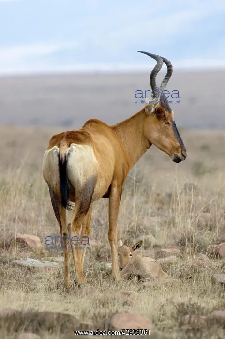  : Red Hartebeest - Female with young calf