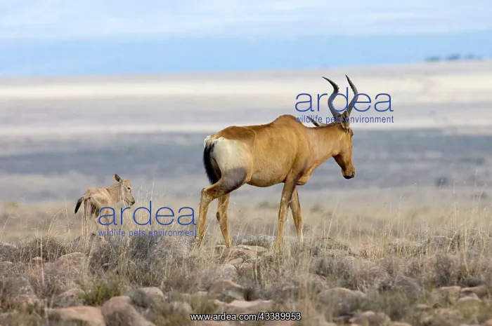 : Red Hartebeest - Female with young calf. Inhabits : Red Hartebeest - Female with young calf. Inhabits