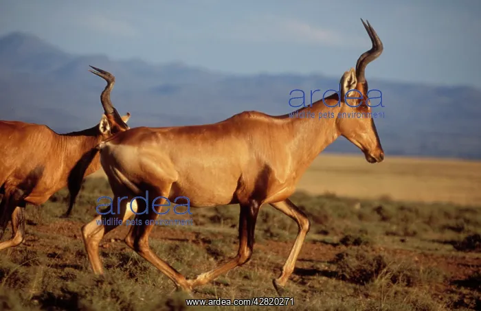 : Red HARTEBEEST - running : Red HARTEBEEST - running