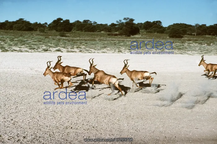 : RED HARTEBEEST - running : RED HARTEBEEST - running