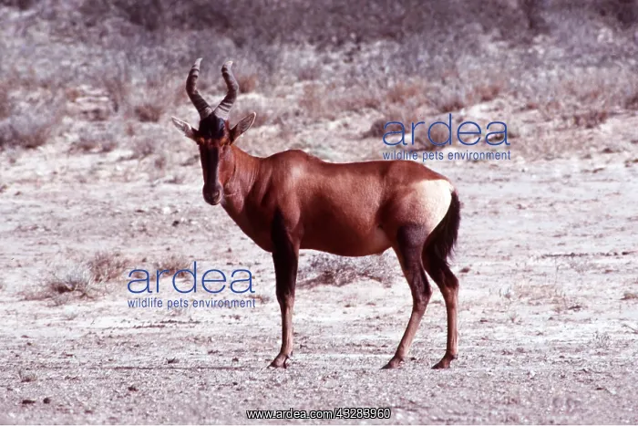 : RED HARTEBEEST - standing : RED HARTEBEEST - standing