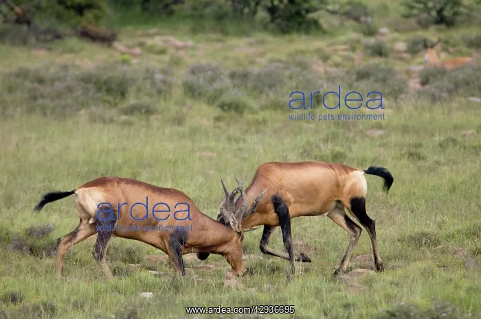  : Red Hartebeest - Territorial fight between two bulls