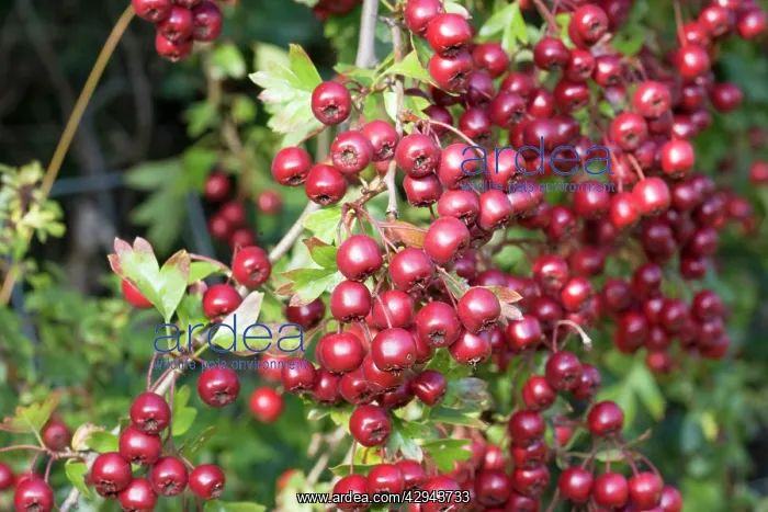 : Red hawthorn - berries : Red hawthorn - berries