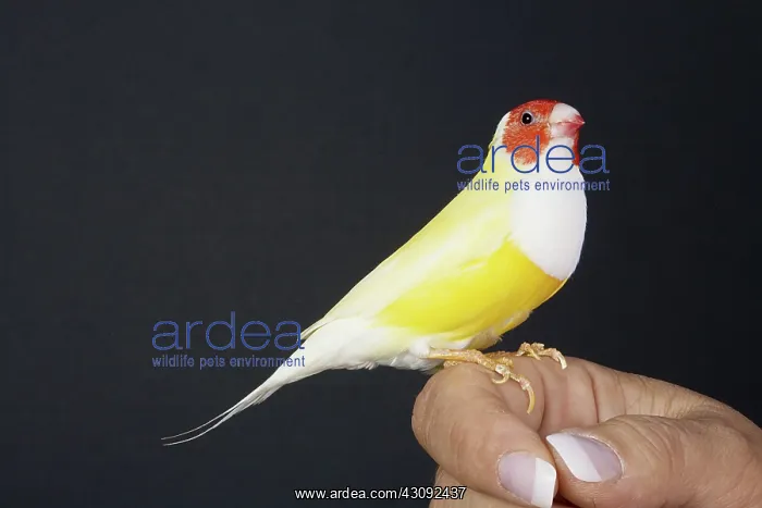 : Red-head White-breasted Yellow Gouldian Finch : Red-head White-breasted Yellow Gouldian Finch