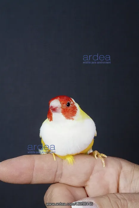  : Red-head White-breasted Yellow Gouldian Finch