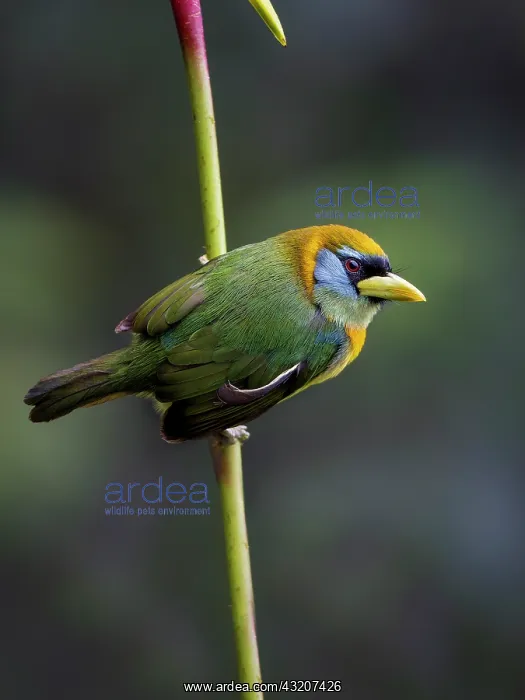 : Red-headed Barbet (Eubucco bourcieri), female, Colombia : Red-headed Barbet (Eubucco bourcieri), female, Colombia