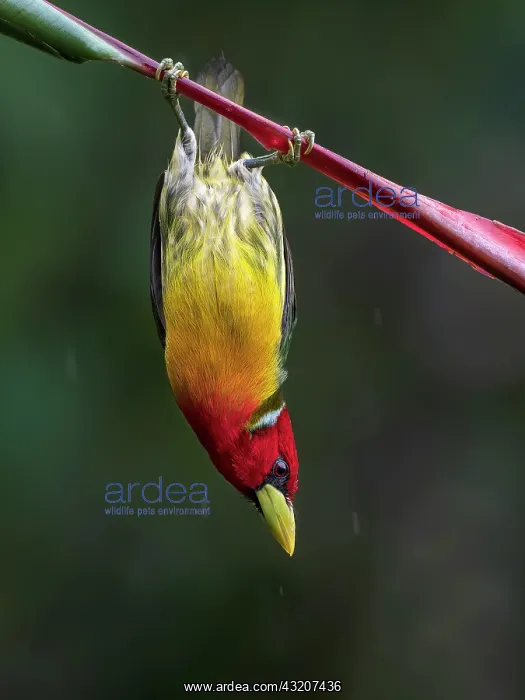  : Red-headed Barbet (Eubucco bourcieri), male, Colombia