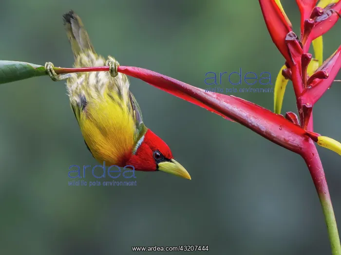 : Red-headed Barbet (Eubucco bourcieri), male, Colombia : Red-headed Barbet (Eubucco bourcieri), male, Colombia