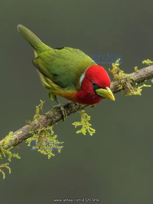 : Red-headed Barbet (Eubucco bourcieri), male, Colombia : Red-headed Barbet (Eubucco bourcieri), male, Colombia