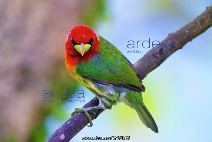: Red-headed Barbet Eubucco bourcieri, male. The red-headed : Red-headed Barbet Eubucco bourcieri, male. The red-headed