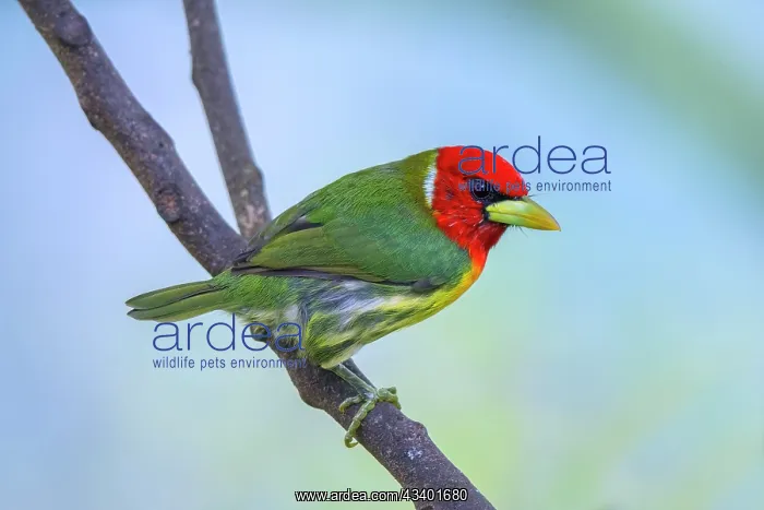: Red-headed Barbet Eubucco bourcieri, male. The red-headed : Red-headed Barbet Eubucco bourcieri, male. The red-headed