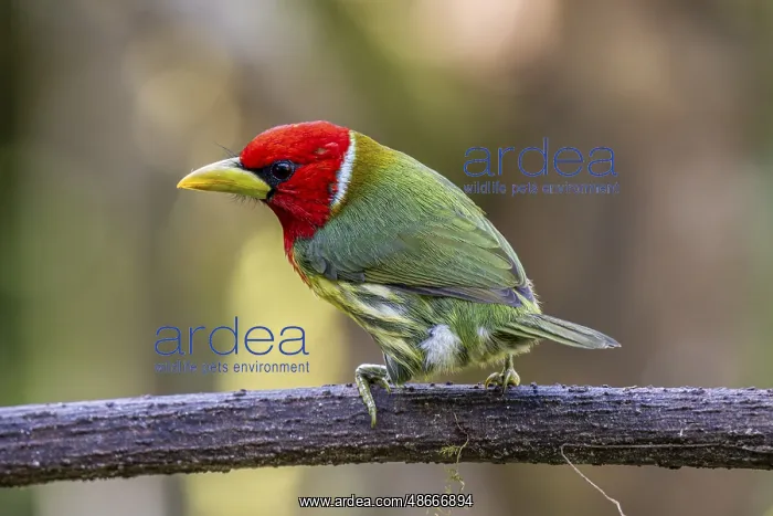 : Red-headed barbet (Eubucco bourcierii), male, Mindo Forest : Red-headed barbet (Eubucco bourcierii), male, Mindo Forest