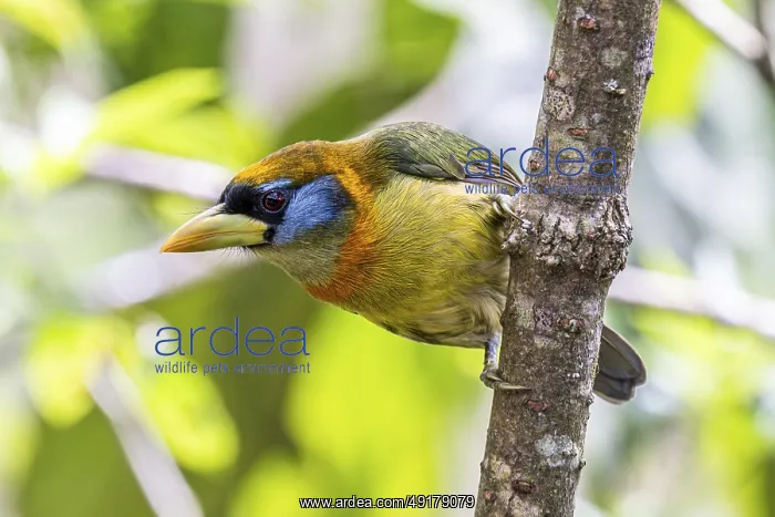 : Red-headed barbet (Eubucco bourcierii) : Red-headed barbet (Eubucco bourcierii)