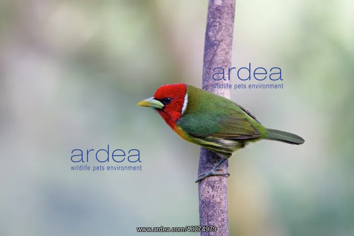 : Red-headed Barbet Eubucco bourcierii Sarapiqui, Costa Rica BI : Red-headed Barbet Eubucco bourcierii Sarapiqui, Costa Rica BI